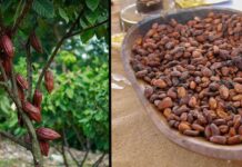 Consejo Nacional Cacaotero seleccionó las nueve muestras que representarán a Colombia en los International Cocoa Awards de 2025