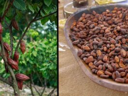 Consejo Nacional Cacaotero seleccionó las nueve muestras que representarán a Colombia en los International Cocoa Awards de 2025