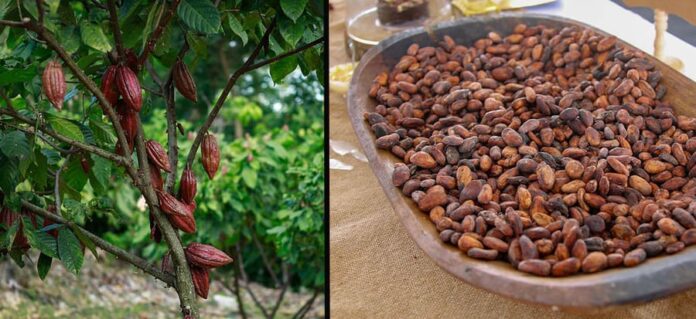 Consejo Nacional Cacaotero seleccionó las nueve muestras que representarán a Colombia en los International Cocoa Awards de 2025