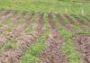 Agroindustria Colombiana reactivación economica