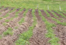 Agroindustria Colombiana reactivación economica