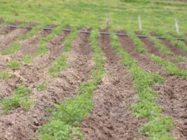 Agroindustria Colombiana reactivación economica