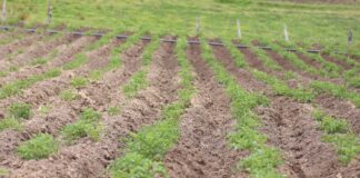 Agroindustria Colombiana reactivación economica