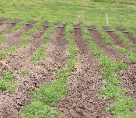 Agroindustria Colombiana reactivación economica