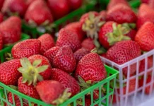 Estados Unidos evalúa aranceles a las fresas de México y amenaza con elevar precios al consumidor