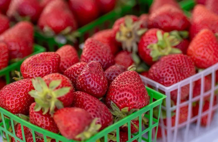 Estados Unidos evalúa aranceles a las fresas de México y amenaza con elevar precios al consumidor